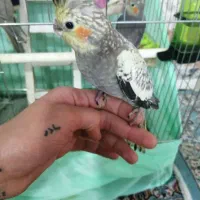 عروس هلندی دستی