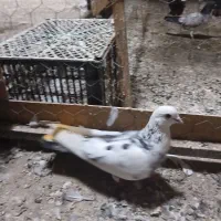 نر وماده
