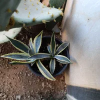 لوستر۳عدرحدنو۲تومن|لوستر و چراغ آویز|تهران, شهرک استقلال|دیوار