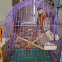 قفس سالم برای پرنده