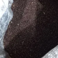 بزرک محصول امسال