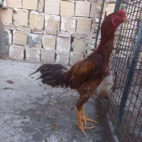 تخم نطفه دار لاری|حیوانات مزرعه|مشهد, عباس‌آباد|دیوار