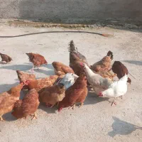 مرغ تخم گذار جوان