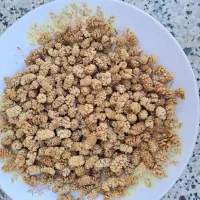 توت خشک|خوردنی و آشامیدنی|شیراز, فرهنگ شهر|دیوار