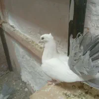 دو تا کفتر چتری u
