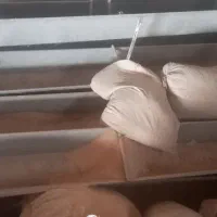 آخور گوسفند