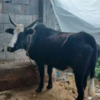 گاو گوشتی پرواری