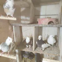 برنج توافقی|قوری، کتری، قهوهساز دستی|سبزوار, باهنر|دیوار