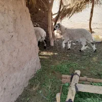 دوتا بره نر چاق بفروش میرسد