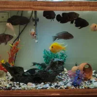 اکواریوم و ماهی سیچلاید و اسکار