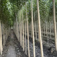 عرضه مستقیم نـهال صـنوبـر با ضمانت کیفیت|خدمات باغبانی و درختکاری|قشلاق دشت, |دیوار