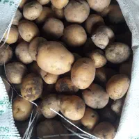 سیب زمینی ریز