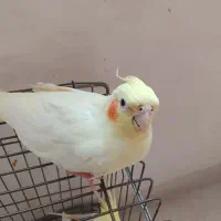 عروس هلندی مولد ماده رام ودستی هست