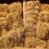 یونجه اعلا خوزستان پرس شده تحویل تهران