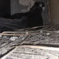 کبوتر|پرنده|شادگان, |دیوار