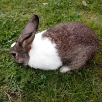 خرگوش نر|موش و خرگوش|آستانه اشرفیه, |دیوار