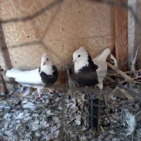 جفت نرو ماده طوقی