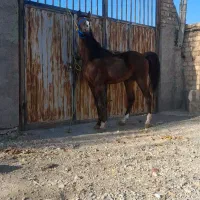 اسب نریان|اسب و تجهیزات اسبسواری|اراک, |دیوار