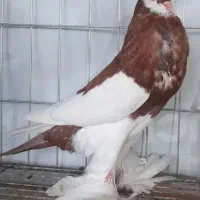 فروش کبوتر بادکنکی