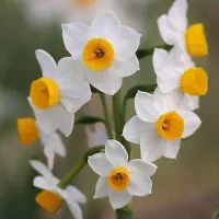 سیم کارت بیلبوردی