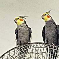 عروس هلندی