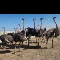 شراکت، سرمایه گذاری ،اشتغال زایی