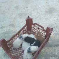 فروش خرگوش|موش و خرگوش|پاکدشت, شهرک انقلاب|دیوار