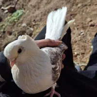 کبوتردوبالی سرور