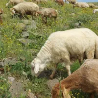 نر قوچ