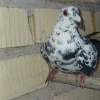 کبوتر پلاکی