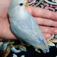 طوطی برزیلی کوتوله رام و دستی حلقه پا زیبا|پرنده|باغستان, |دیوار