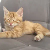 واگذاری گربه|گربه|خوی, |دیوار