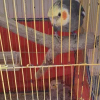 عروس هلندی یک ساله