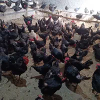 تخم مرغ نطفه دار از مرغ سیاه|حیوانات مزرعه|قم, آزادگان|دیوار