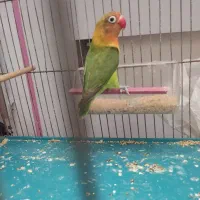 طوطی برزیلی سالم سرحال مطالق عکس