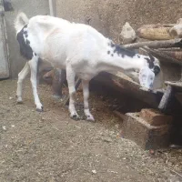 بز با دوتا بزغاله ماده باچندهم بوده