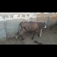 گاو شیری