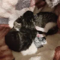 واگذاری رایگان بچه گربه