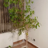 درختچه بنجامین