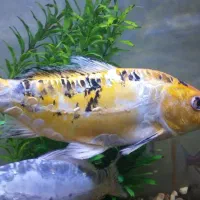 ماهی|ماهی|همدان, |دیوار