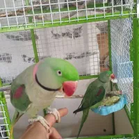 طوطی اسکندر شاه طوطی جفت|پرنده|صدرا-فارس, فاز ۲|دیوار