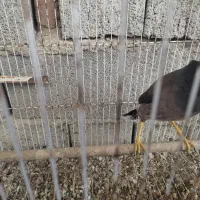 مرغ مینا|پرنده|رامیان, |دیوار