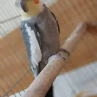 عروس هلندی سخنگو و دستی همراه با قفس و وسایل