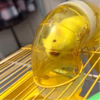 فروش همستر آلبینوی کوچولو و بامزه