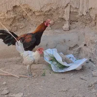 فروشی