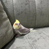 عروس هلندی|پرنده|تهران, امیریه|دیوار