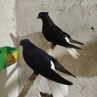 کبوتر اشعل هیچ پری