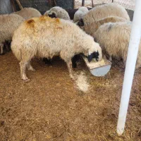 شک ورن|حیوانات مزرعه|سیروان, |دیوار