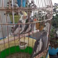 عروس هلندی شیطون بلا|پرنده|شیراز, شهرک پرواز|دیوار