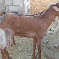 فروش نزار چاق چاق و خروس